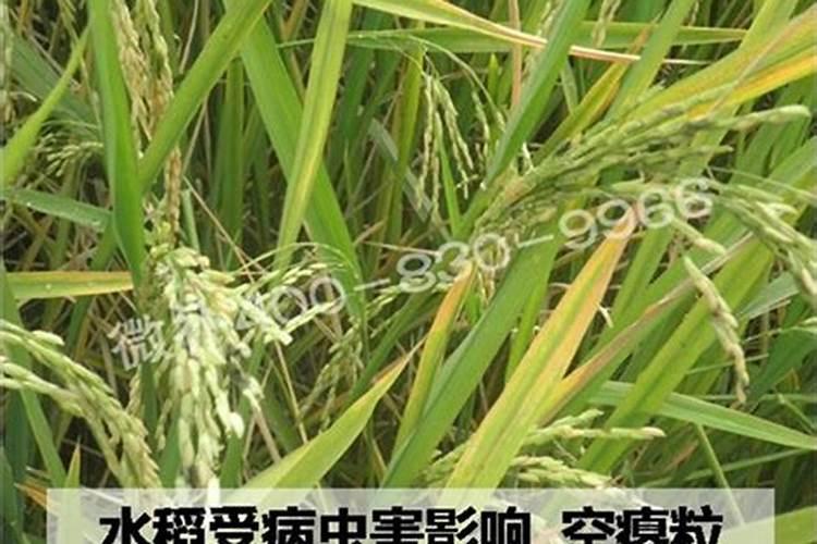 油茶树需打什么药剂来保花保果？