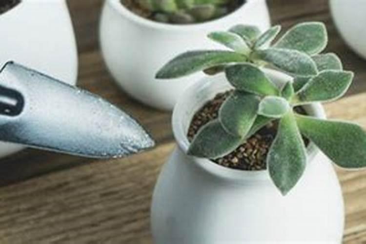 养花可不可以用尿素;花盆里的花能施尿素吗