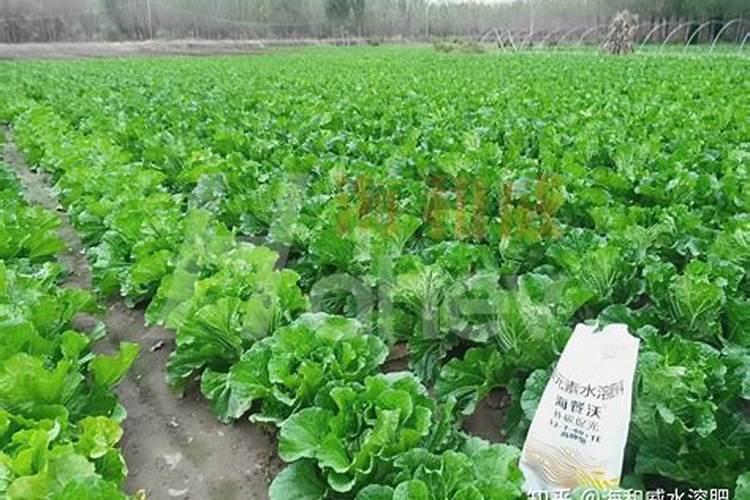 吊瓜适合的肥料有哪些