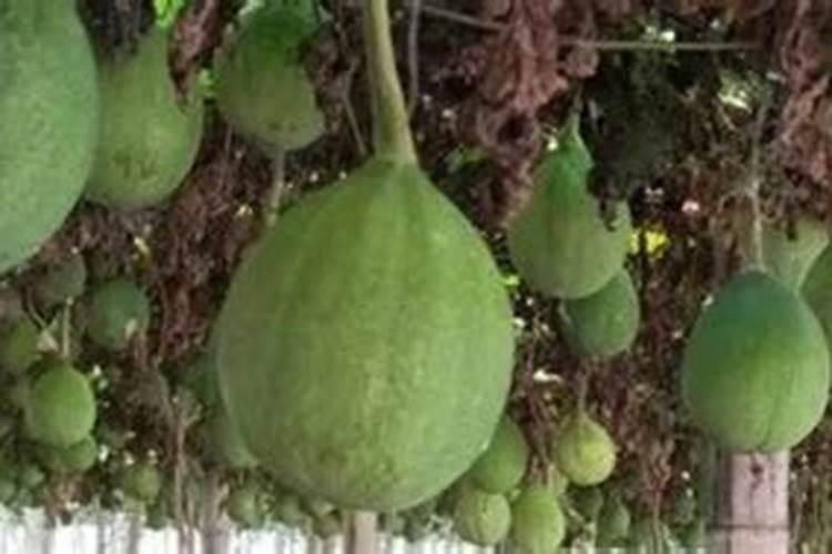 秋大棚贝贝南瓜吊蔓栽培技术