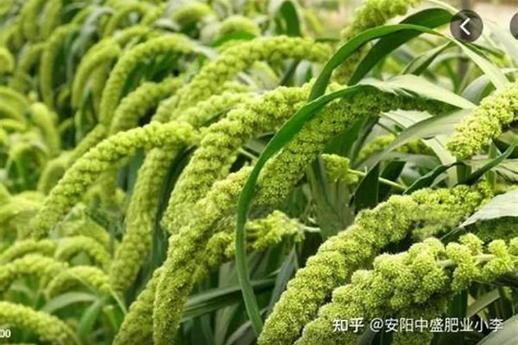 小米种植如何科学施肥(小米种植用什么化肥最好)