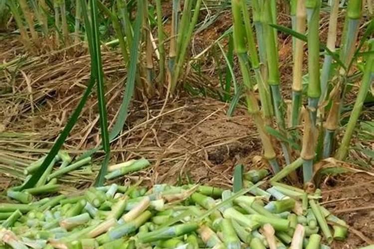 大蒜提苗用什么肥最好