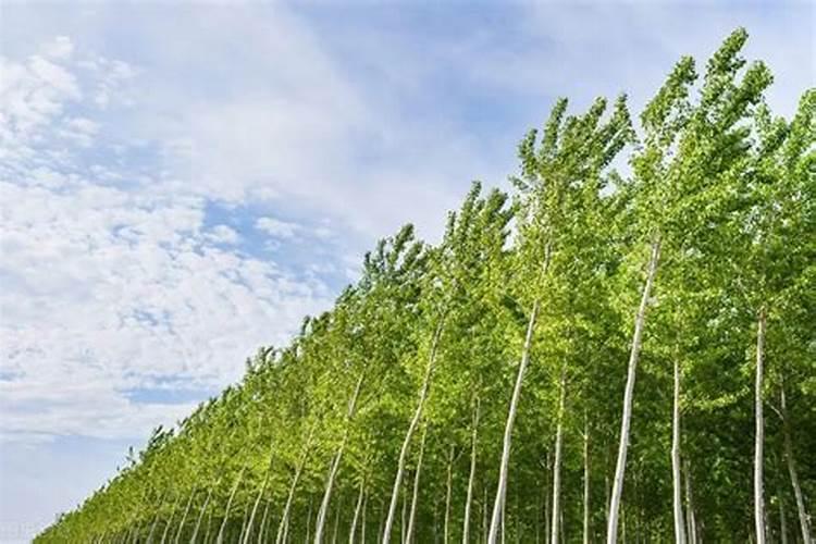 白杨树用什么肥料长的最快？