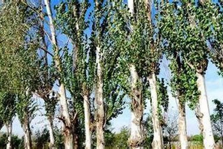 秋季怎样给白杨树施肥