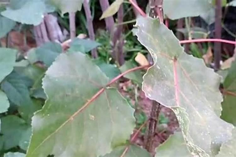 白杨树用什么肥料长的最快？