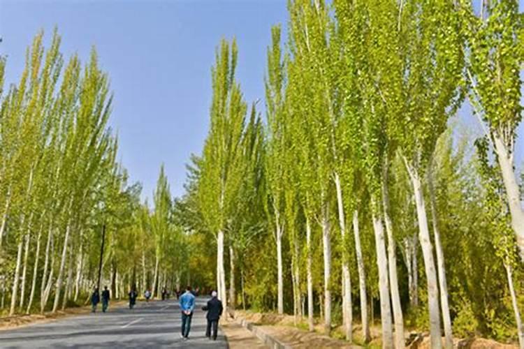 白杨树什么时候施肥好