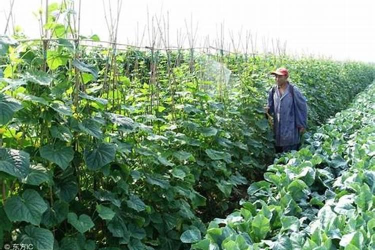 杨梅为什么不能施大量的磷肥