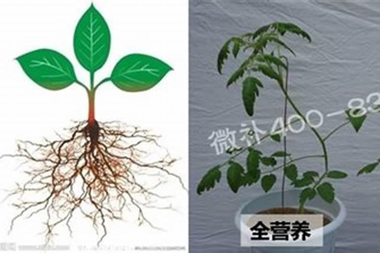 磷肥对植物的作用与功效