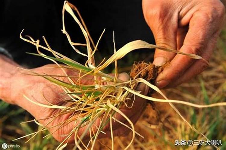 煮土豆时水面上白色的东西是什么？