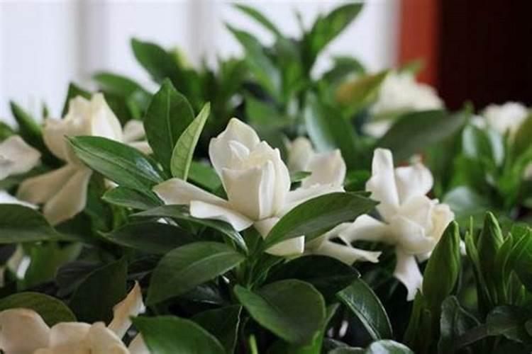 金钱桔叶子干枯大量掉落 还能活吗？