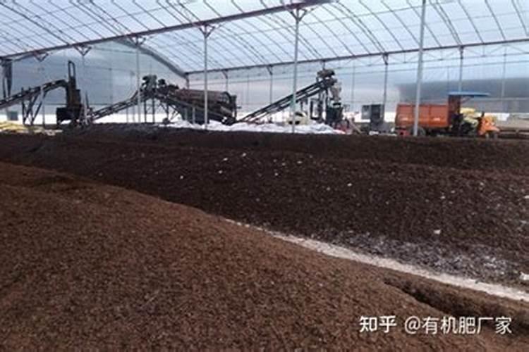 江西寻乌可以种青枣吗