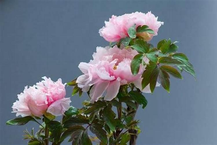 牡丹花施肥施什么肥