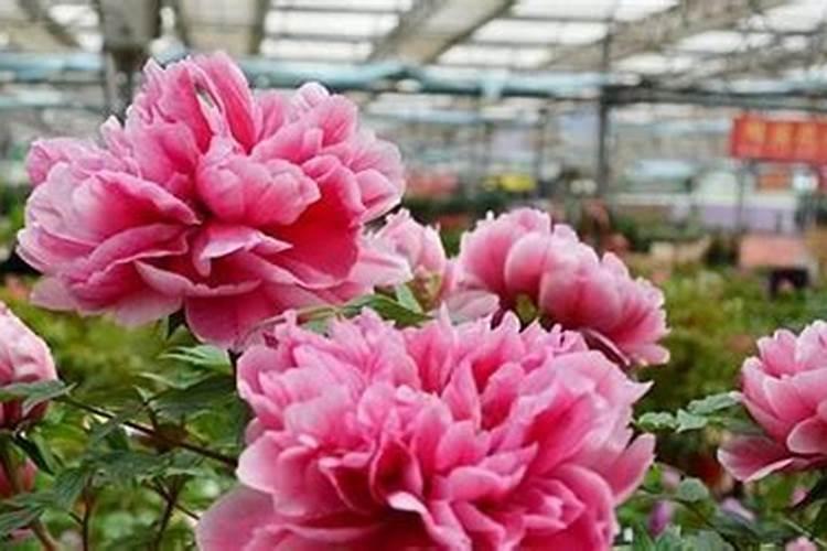 盆栽牡丹花怎样施肥