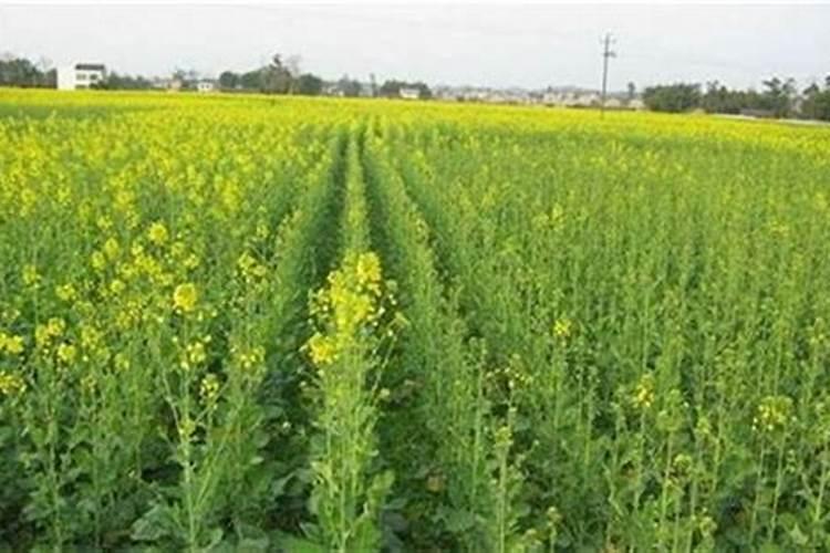 怎么用水养花 水培植物需要施肥吗