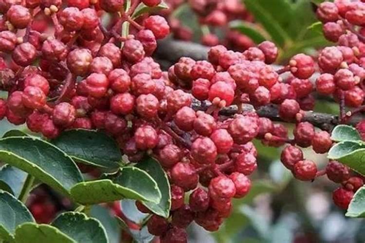 花椒叶面肥多久打好