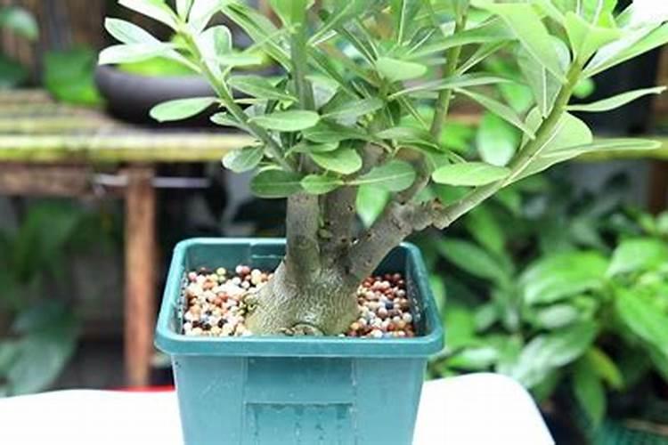 沙漠玫瑰如何施肥根茎粗壮