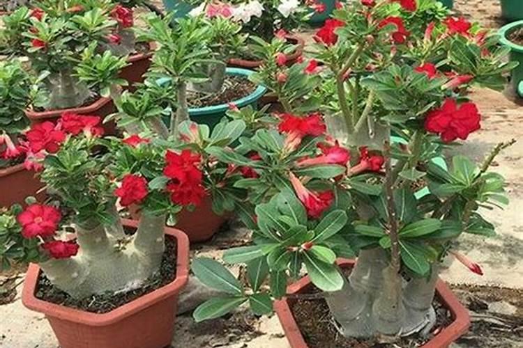 想问阔叶植物用什么除草剂