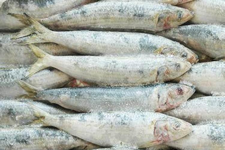 火龙果树苗怎么栽培