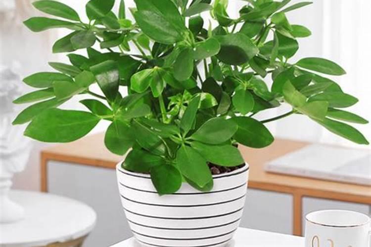 中国芸苔素十大品牌有哪些