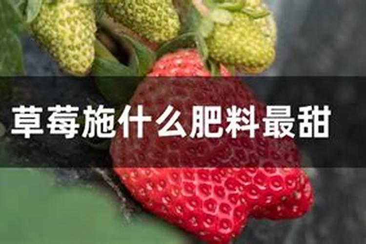 草莓冲什么能增加甜度