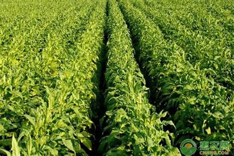 ...上色增甜膨大用什么肥料好,叶面肥促花保果怎么样？