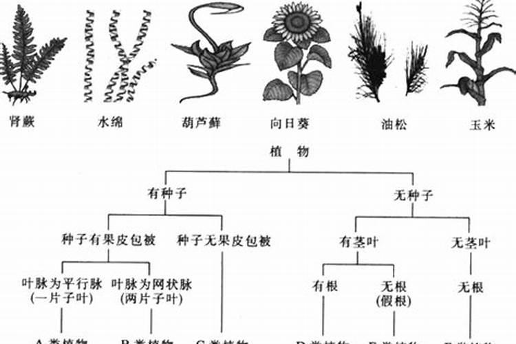 葡萄糖钛叶面肥喷葡萄增甜着色效果好吗