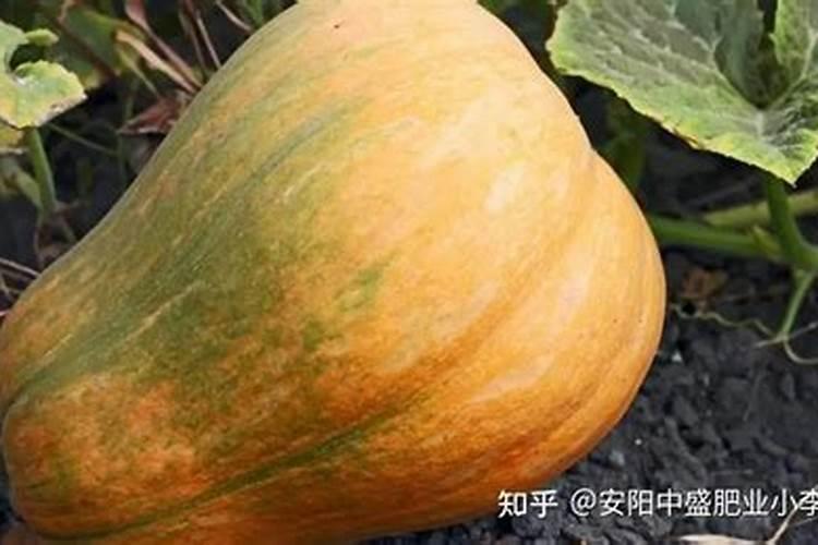 甜瓜打什么叶面肥最好？甜瓜施肥时间及方法？