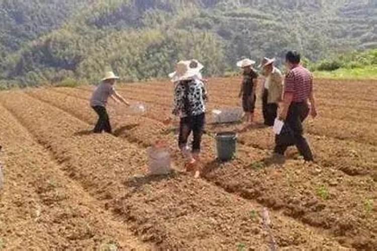 小麦干旱能喷芸苔素吗