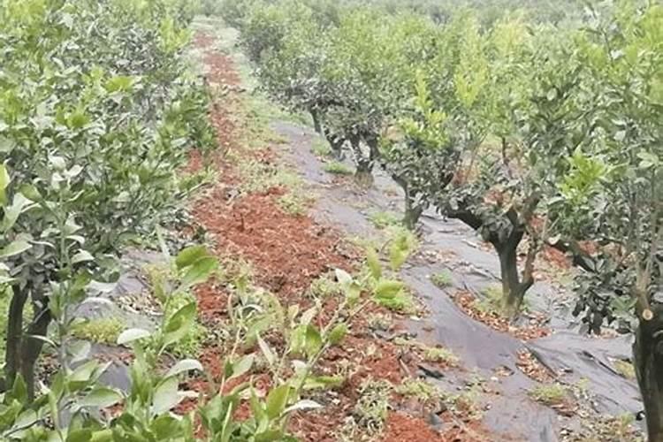 太阳花秋天还用浇水施肥吗