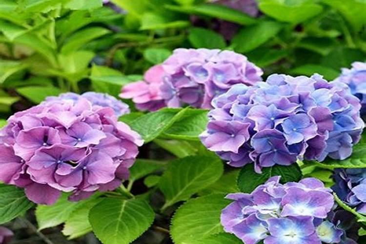 绣球花用什么肥料