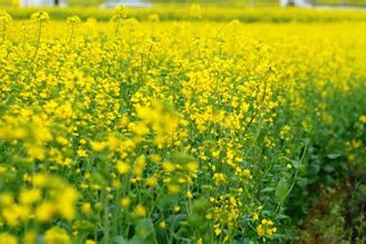 油菜施什么肥好