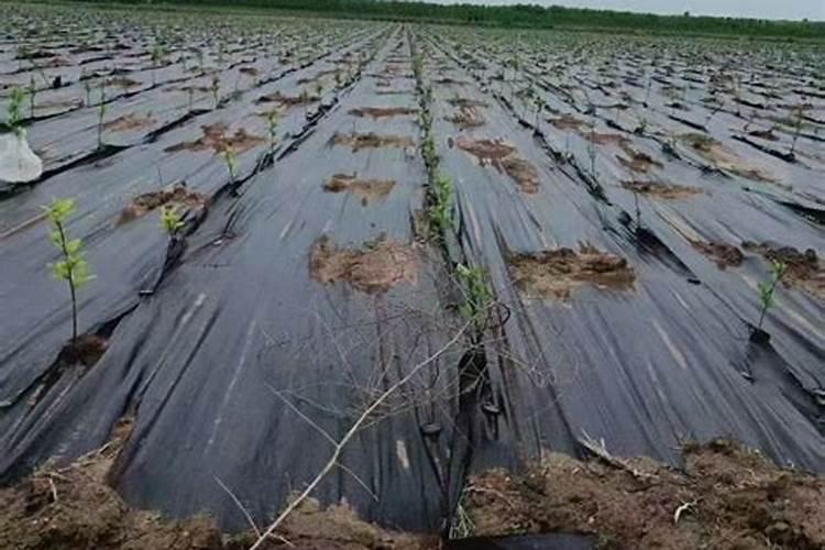 大棚土壤盐渍化的治理措施