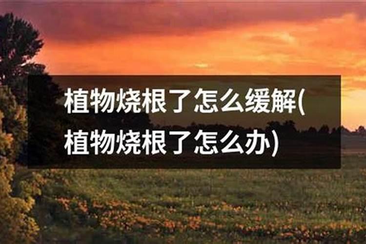 新种大树放点复合肥磷肥好吗？