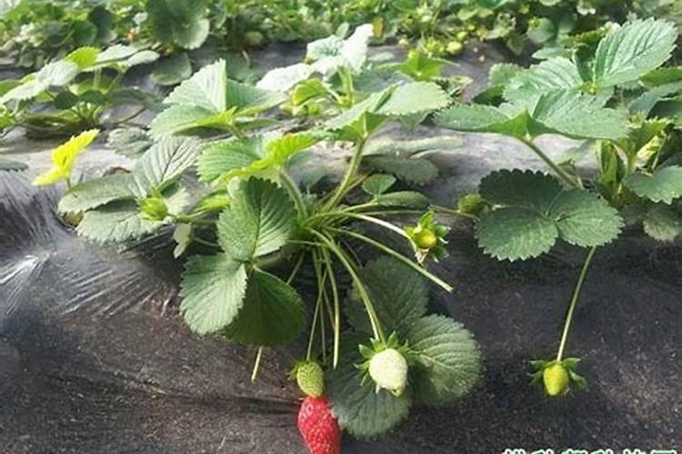 草莓缺素症有什么症状 草莓缺素症防治方法