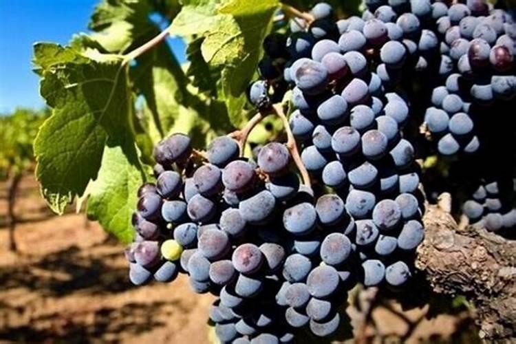 大叶黄杨怕水涝吗