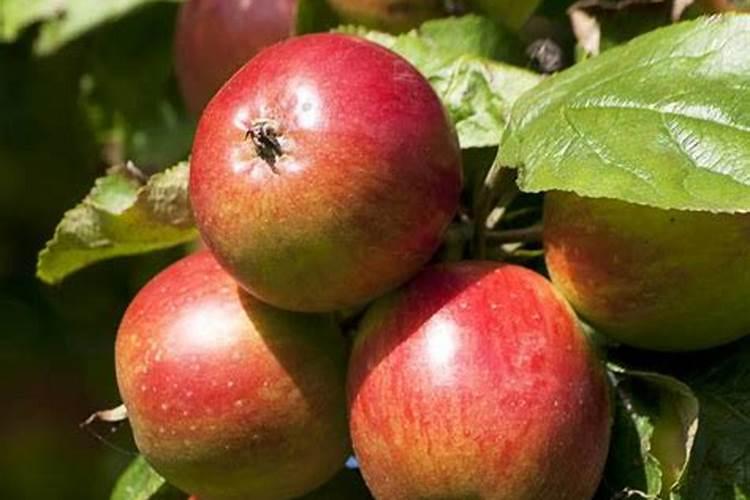 兰花如何施硼肥