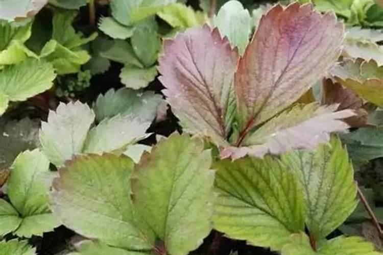 草莓喜欢什么肥