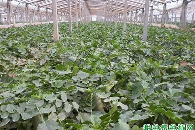 种植萝卜如何施硼肥呢？施硼肥的方法有哪些？