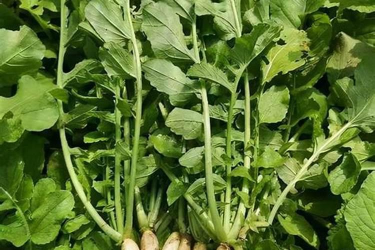 白萝卜怎么浇水与施肥 注意事项有哪些