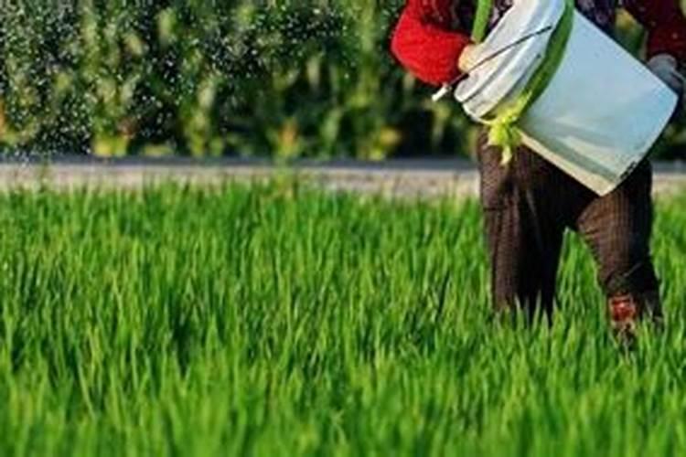 辣椒叶子发黑如何补救 辣椒叶子发黑怎么补救