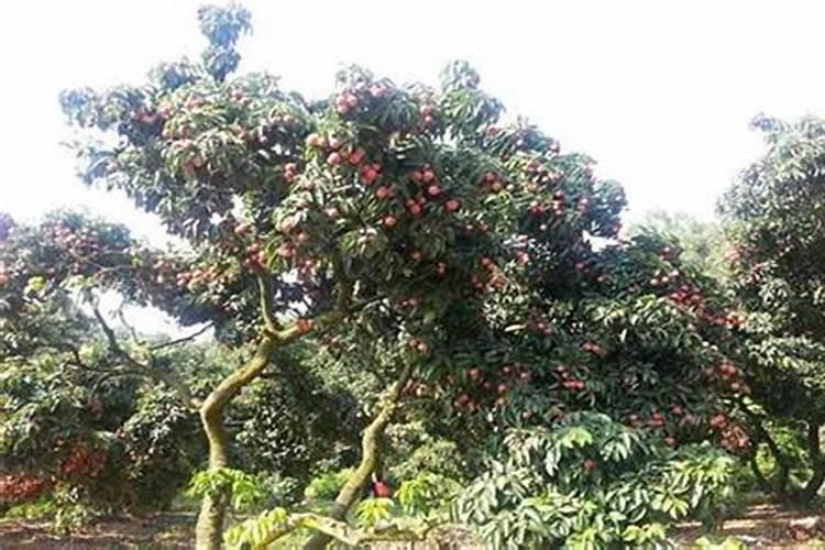 氮肥在水稻有什么作用