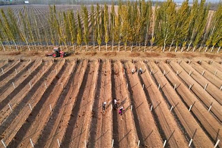 什么样的肥料适合所有花草  养花草用什么肥料好