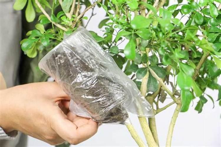 米兰施什么肥最好