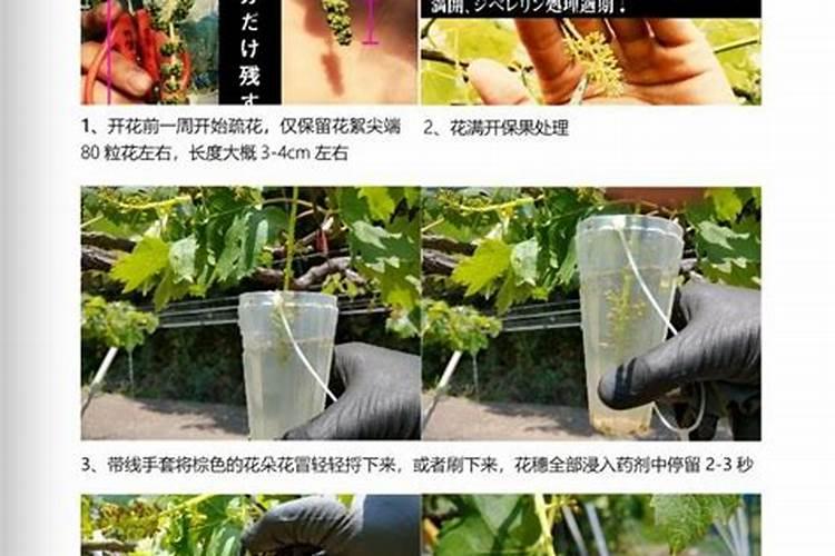 阳光玫瑰甜度不够怎么处理