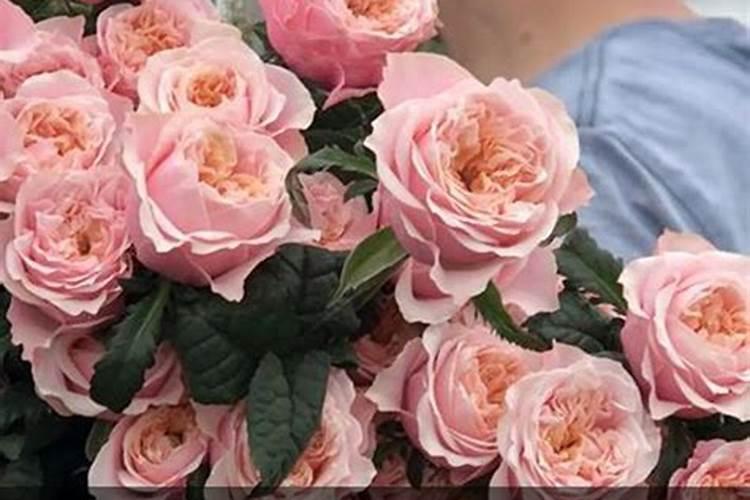 玫瑰花怎么施肥,玫瑰花施氮磷钾肥最为合适
