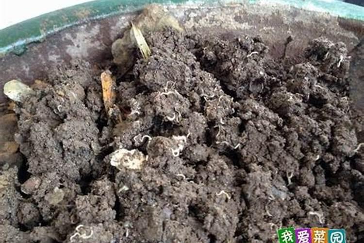 含氮高的肥料有哪些