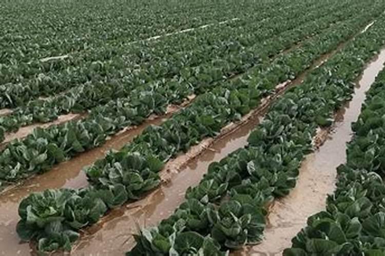 盐碱地种玉米用什么肥料最好