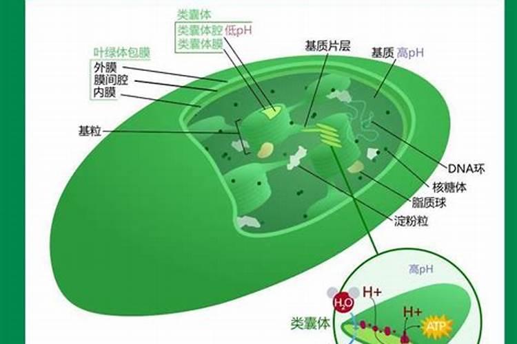树叶发黄用什么肥料