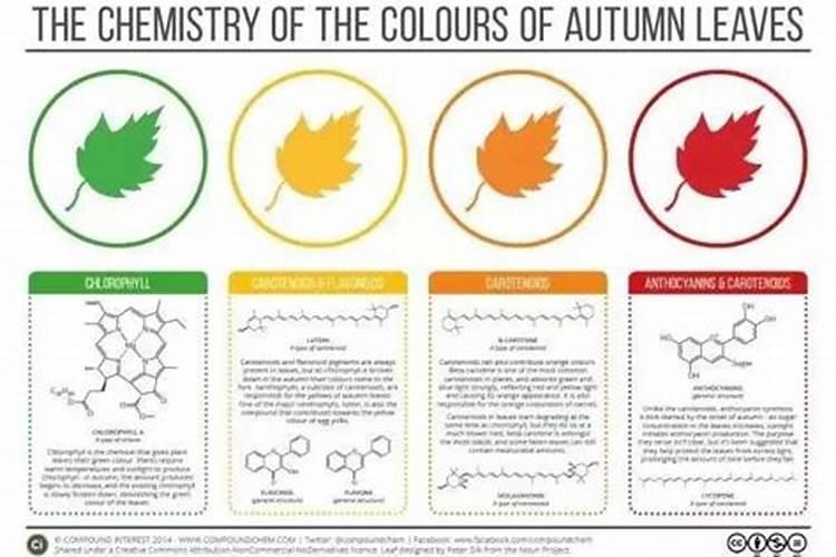 树叶发黄施什么肥