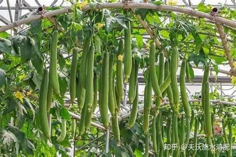 绣球有花苞了该怎么施肥